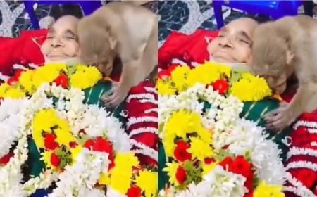इंसान और जानवर के अटूट प्रेम की मिसाल: विदाई की घड़ी में फूट-फूटकर रोने लगा बंदर, देखकर फफक पड़े परिजन।