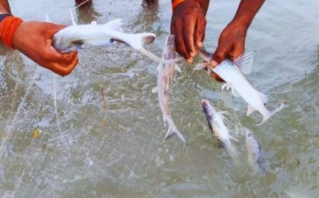 मयूरभंज में रोंगटे खड़े कर देने वाला हादसा, मछली पकड़ने के दौरान गले में फंसी जिंदा मछली, दम घुटने से युवक की मौत।