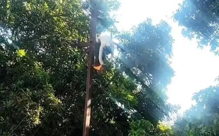 Sitapur : हाईटेंशन लाइन पर काम के दौरान करंट लगने से लाइनमैन की मौत, मुआवजे के आश्वासन पर शांत हुआ हंगामा