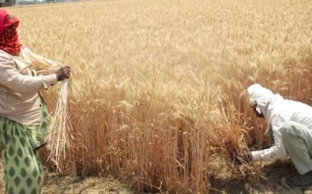 Lakhimpur- Kheri : सरकारी केंद्रों पर बोरे न मिलने से गेहूं खरीद ठप, बिचौलियों को औने-पौने दाम पर फसल बेचने को मजबूर किसान