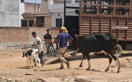 प्रयागराज में गौमांस की बिरयानी और कबाब बेचने का भंडाफोड़: पुलिस ने 4 आरोपियों को किया गिरफ्तार।