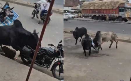 सीतापुर में छुट्टा सांडों का भीषण तांडव: बीच सड़क पर छिड़ी जंग के बीच आई कार, फिर हुआ जोरदार धमाका।