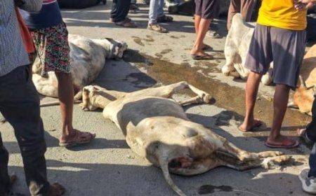 Prayagraj : मवेशियों से भरा ट्रक पलटने से सात की मौत, गोवंश तस्करी की आशंका