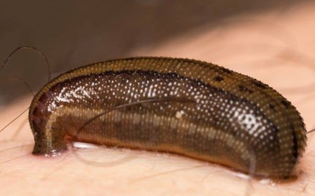 5 जोड़ी आंखें और 3 जबड़े: मिलिए।  दुनिया के उस रहस्यमयी प्राणी से जिसकी शारीरिक बनावट उड़ा देगी आपके होश