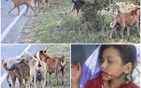 Saharanpur : छुटमलपुर में आवारा कुत्तों का आतंक, एक घंटे के भीतर पांच बच्चों को काटकर किया जख्मी