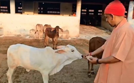 Lucknow : दुग्ध स्वर्ण महोत्सव-2026: योगी सरकार के विजन से डेयरी सेक्टर को नई रफ्तार