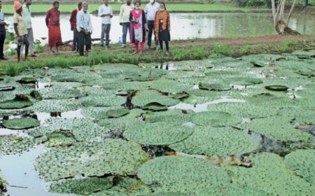 Barabanki : मछली के साथ मखाना उगाकर किसान कमाएंगे दोगुना लाभ, विशेषज्ञों ने दी ट्रेनिंग