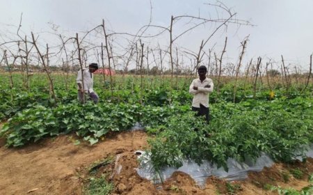 Ayodhya : दो एकड़ खेत में उगाईं कई फसलें, तकनीक और मेहनत से किसान शोभाराम ने पेश की नई मिसाल