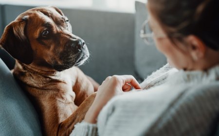 बरेली में खौफनाक वारदात: पहले बेजुबान पालतू कुत्ते को दिया जहर, फिर युवक ने खुद फांसी लगाकर दी जान।