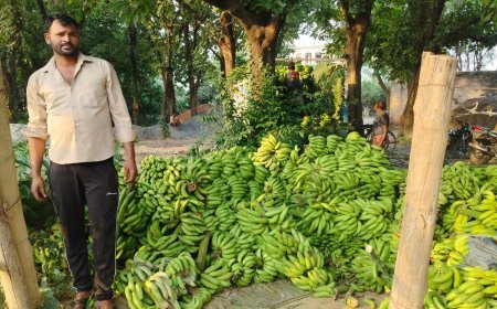 Amethi : पारंपरिक खेती छोड़ किसान प्रेम चंद्र ने केले की बागवानी से कमाया लाखों का मुनाफा