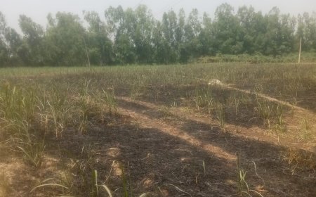 Sitapur : खैराबाद में बिजली विभाग की लापरवाही से 10 बीघा गन्ने की फसल जलकर राख, ग्रामीणों में गुस्सा