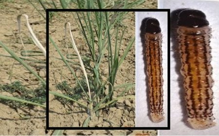 Lucknow: गन्ने की फसल पर अंकुर-चोटी बेधक का खतरा, विभाग ने जारी किया अलर्ट। 