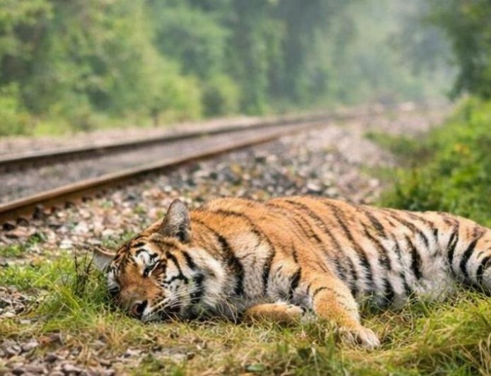 Lakhimpur- Kheri : मैलानी बफर जोन में बाघिन की संदिग्ध मौत, वन विभाग की कार्रवाई पर उठे सवाल