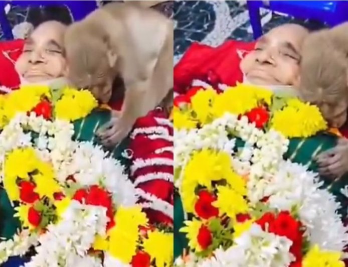 इंसान और जानवर के अटूट प्रेम की मिसाल: विदाई की घड़ी में फूट-फूटकर रोने लगा बंदर, देखकर फफक पड़े परिजन।