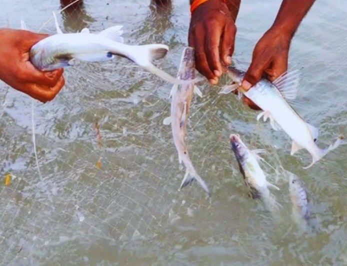 मयूरभंज में रोंगटे खड़े कर देने वाला हादसा, मछली पकड़ने के दौरान गले में फंसी जिंदा मछली, दम घुटने से युवक की मौत।