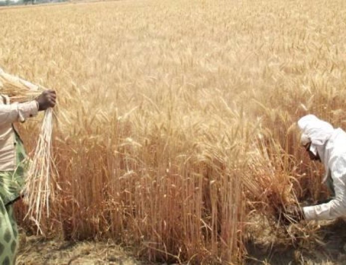 Lakhimpur- Kheri : सरकारी केंद्रों पर बोरे न मिलने से गेहूं खरीद ठप, बिचौलियों को औने-पौने दाम पर फसल बेचने को मजबूर किसान