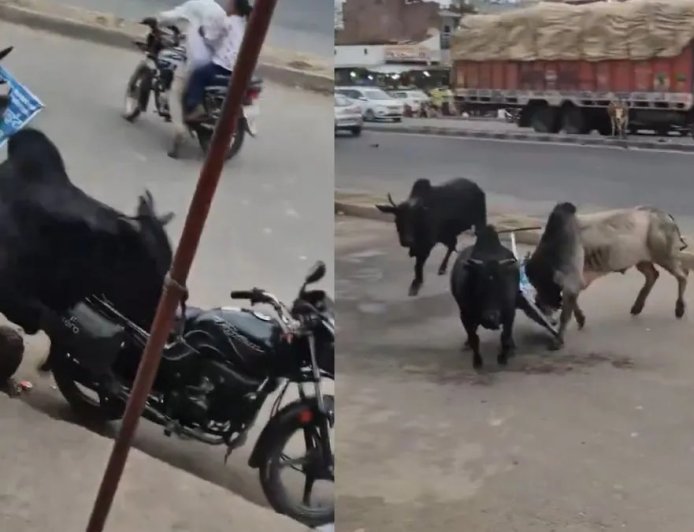 सीतापुर में छुट्टा सांडों का भीषण तांडव: बीच सड़क पर छिड़ी जंग के बीच आई कार, फिर हुआ जोरदार धमाका।