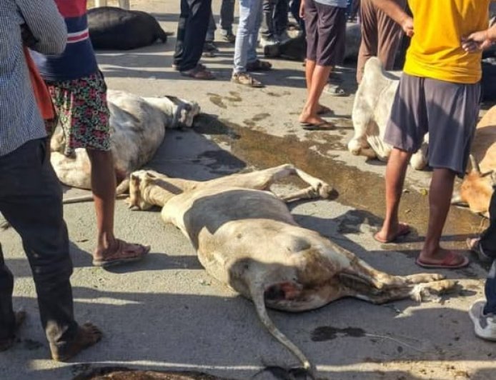 Prayagraj : मवेशियों से भरा ट्रक पलटने से सात की मौत, गोवंश तस्करी की आशंका