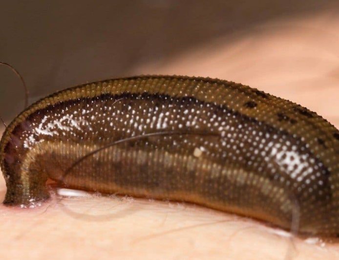 5 जोड़ी आंखें और 3 जबड़े: मिलिए।  दुनिया के उस रहस्यमयी प्राणी से जिसकी शारीरिक बनावट उड़ा देगी आपके होश