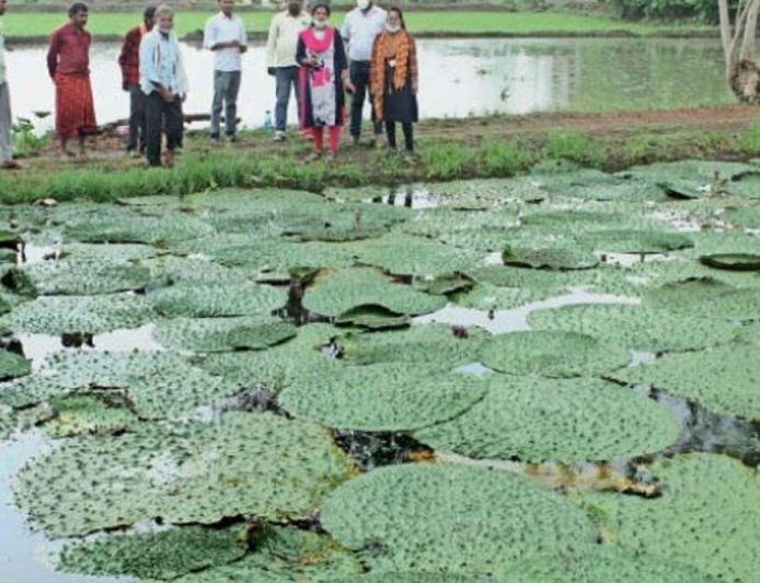 Barabanki : मछली के साथ मखाना उगाकर किसान कमाएंगे दोगुना लाभ, विशेषज्ञों ने दी ट्रेनिंग