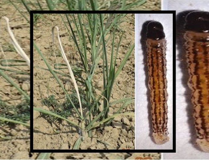 Lucknow: गन्ने की फसल पर अंकुर-चोटी बेधक का खतरा, विभाग ने जारी किया अलर्ट। 