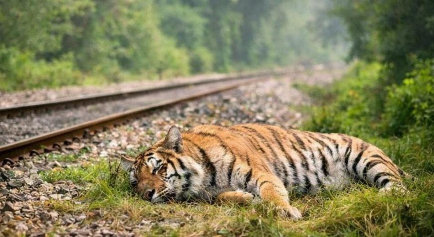 Lakhimpur- Kheri : मैलानी बफर जोन में बाघिन की संदिग्ध मौत, वन विभाग की कार्रवाई पर उठे सवाल