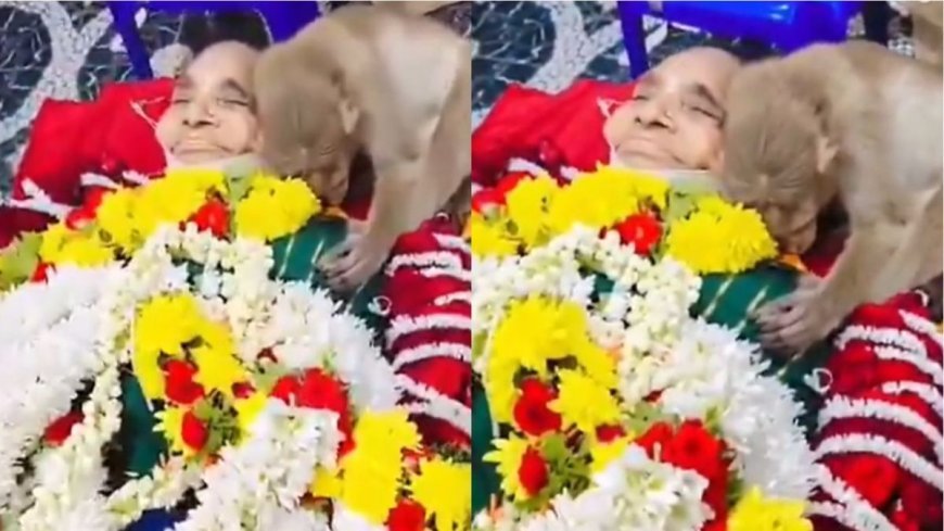 इंसान और जानवर के अटूट प्रेम की मिसाल: विदाई की घड़ी में फूट-फूटकर रोने लगा बंदर, देखकर फफक पड़े परिजन।