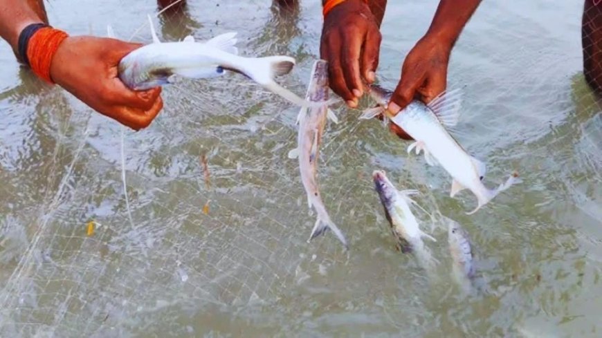 मयूरभंज में रोंगटे खड़े कर देने वाला हादसा, मछली पकड़ने के दौरान गले में फंसी जिंदा मछली, दम घुटने से युवक की मौत।