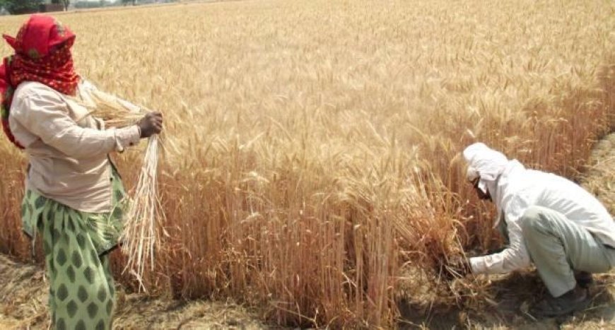 Lakhimpur- Kheri : सरकारी केंद्रों पर बोरे न मिलने से गेहूं खरीद ठप, बिचौलियों को औने-पौने दाम पर फसल बेचने को मजबूर किसान