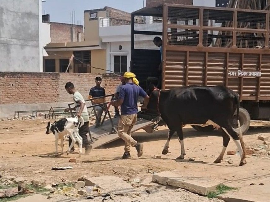 प्रयागराज में गौमांस की बिरयानी और कबाब बेचने का भंडाफोड़: पुलिस ने 4 आरोपियों को किया गिरफ्तार।