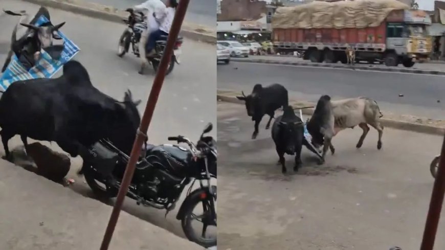 सीतापुर में छुट्टा सांडों का भीषण तांडव: बीच सड़क पर छिड़ी जंग के बीच आई कार, फिर हुआ जोरदार धमाका।