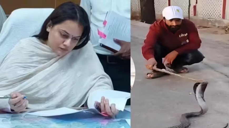 टोंक कलेक्टर टीना डाबी के सरकारी आवास में कोबरा की दस्तक: 5 फीट लंबे जहरीले सांप के निकलने से मचा हड़कंप, सुरक्षाकर्मियों में मची अफरा-तफरी।