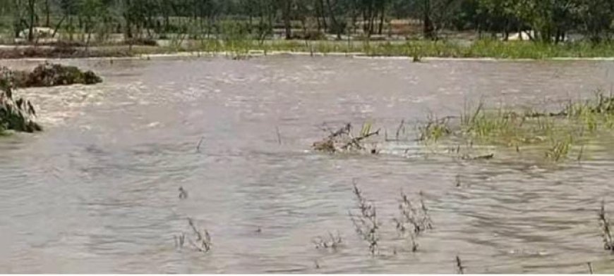 Sitapur : सीतापुर में शारदा नहर फटने से सैकड़ों बीघा फसल डूबी, किसानों का भारी नुकसान