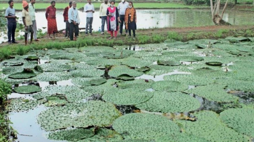 Barabanki : मछली के साथ मखाना उगाकर किसान कमाएंगे दोगुना लाभ, विशेषज्ञों ने दी ट्रेनिंग