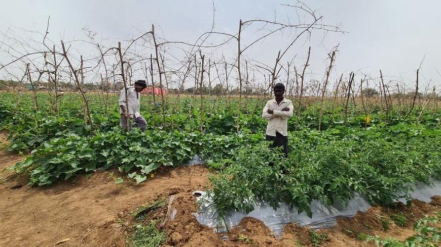 Ayodhya : दो एकड़ खेत में उगाईं कई फसलें, तकनीक और मेहनत से किसान शोभाराम ने पेश की नई मिसाल