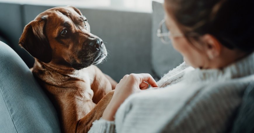 बरेली में खौफनाक वारदात: पहले बेजुबान पालतू कुत्ते को दिया जहर, फिर युवक ने खुद फांसी लगाकर दी जान।