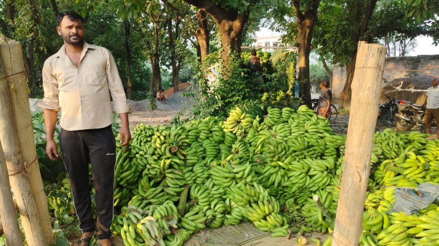 Amethi : पारंपरिक खेती छोड़ किसान प्रेम चंद्र ने केले की बागवानी से कमाया लाखों का मुनाफा