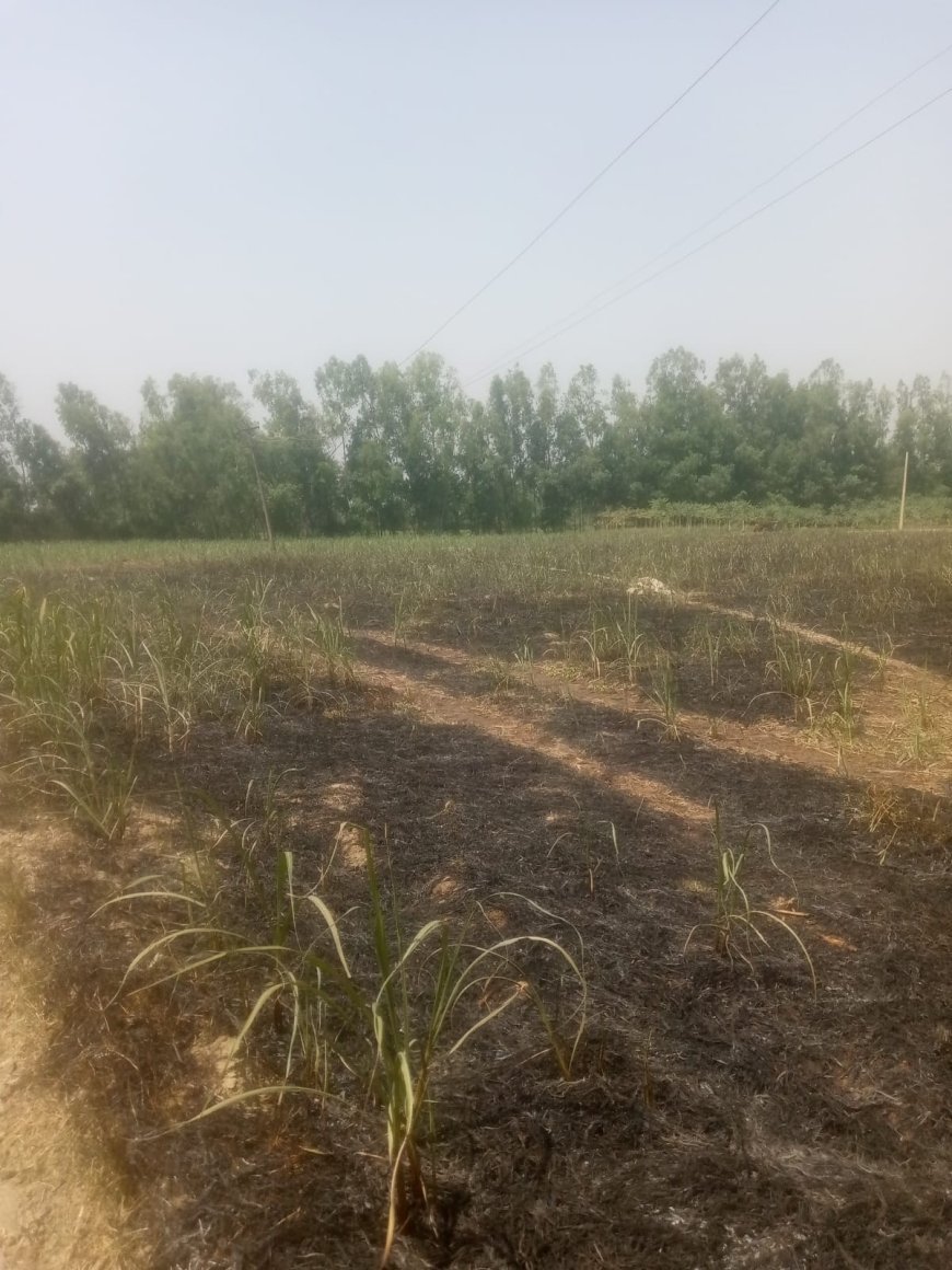 Sitapur : खैराबाद में बिजली विभाग की लापरवाही से 10 बीघा गन्ने की फसल जलकर राख, ग्रामीणों में गुस्सा