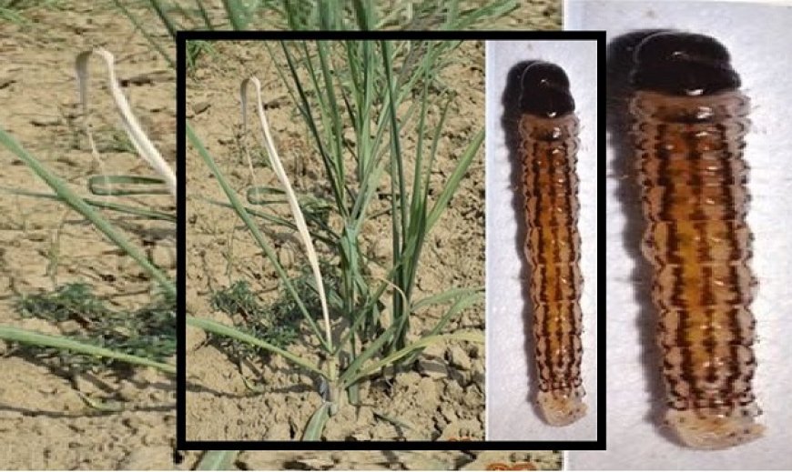 Lucknow: गन्ने की फसल पर अंकुर-चोटी बेधक का खतरा, विभाग ने जारी किया अलर्ट। 