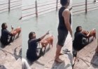 हरिद्वार के सर्वानंद घाट पर पालतू कुत्ते को गंगा स्नान कराने पर भारी विवाद: आस्था और मर्यादा पर छिड़ी तीखी बहस।