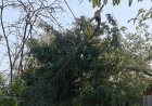 Sitapur : सीतापुर के खैराबाद में बिजली की भारी किल्लत, टूटे पोल और तारों ने बढ़ाई मुसीबत