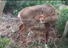 Sitapur : ग्रामीणों ने कुत्तों के हमले से बचाई नीलगाय की जान, पेश की मानवता की मिसाल