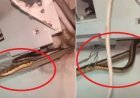 गुजरात के वलसाड में एसी बना सांपों का बसेरा, ठंडी हवा के बीच निकले तीन जहरीले नाग, मची अफरा-तफरी।