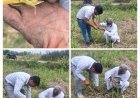 Sitapur : गन्ने की फसल को टॉप बोरर कीट से बचाने के लिए चला जागरूकता अभियान, किसानों को मिले सुरक्षा के टिप्स