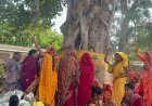 Hardoi: वट सावित्री व्रत पर आस्था का सैलाब, सुहागिनों ने बरगद की पूजा कर मांगा अखंड सौभाग्य। 