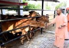 Gorakhpur: गोशाला पहुंचे सीएम योगी, गोवंश को खिलाया गुड़, कहा- गर्मी में गोवंश की सेवा और सुरक्षा में न हो कोई लापरवाही। 