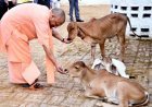 Lucknow : यूपी में ‘ऑपरेशन-4’- स्वदेशी गायों से डेयरी सेक्टर में बड़ा बदलाव, गो पालन पर 50% तक सब्सिडी