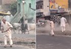 Sambhal: स्टेट हाईवे पर ‘बुलफाइट’ से मचा हड़कंप, दो सांडों की खूनी भिड़ंत में राहगीर घायल। 