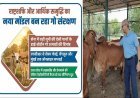 Lucknow: देसी गायों से बदल रही यूपी की तस्वीर: सेना से महानगरों तक बढ़ी हाई प्रोटीन गो उत्पादों की डिमांड।