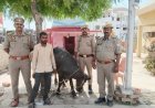 Hardoi: शातिर भैंसा चोर गिरफ्तारः आरोपी से तमंचा, कारतूस और ₹5250 नकद बरामद। 